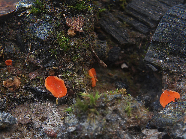 práškovka Pulvinula carbonaria (Fuckel) Boud.