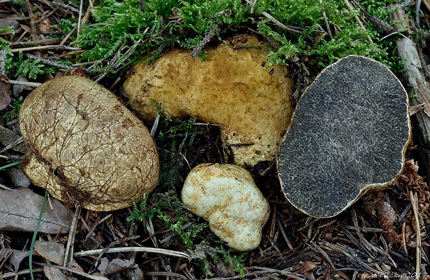 koreňovec žltkastý Rhizopogon luteolus Fr. & Nordholm