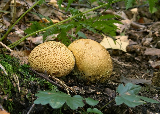 pestrec obyčajný Scleroderma citrinum Pers.