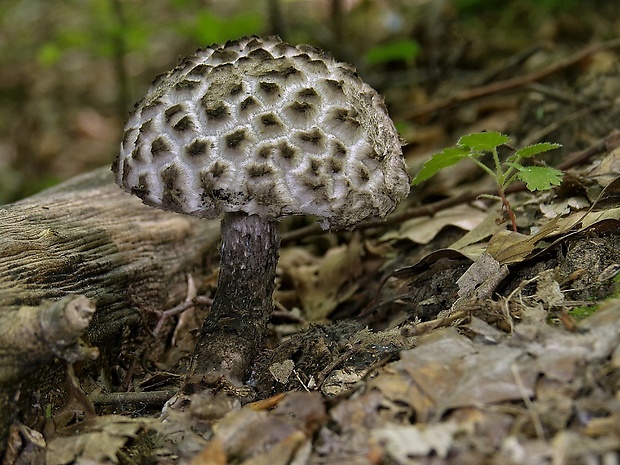 šiškovec šupinatý Strobilomyces strobilaceus (Scop.) Berk.