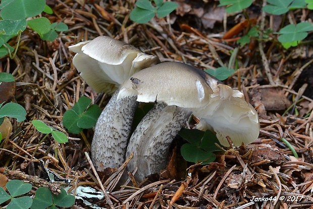 čírovka mydlová šupinkatá Tricholoma saponaceum var. squamosum (Fr.) P. Kumm.