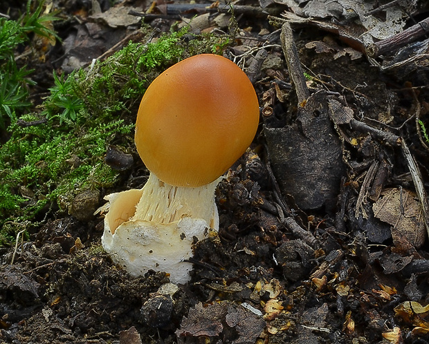 muchotrávka oranžová Amanita crocea (Quél.) Singer