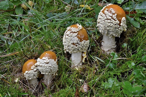 muchotrávka kráľovská Amanita regalis (Fr.) Michael