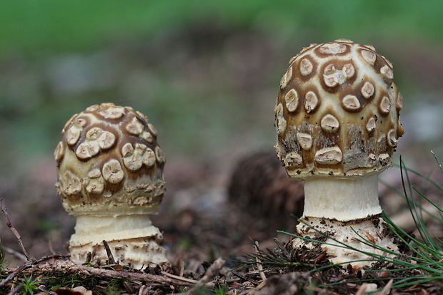 muchotrávka kráľovská Amanita regalis (Fr.) Michael