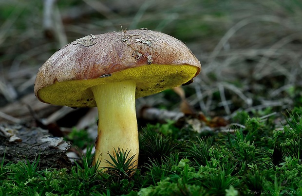 zlatohríb úhľadný Aureoboletus gentilis (Quél.) Pouzar