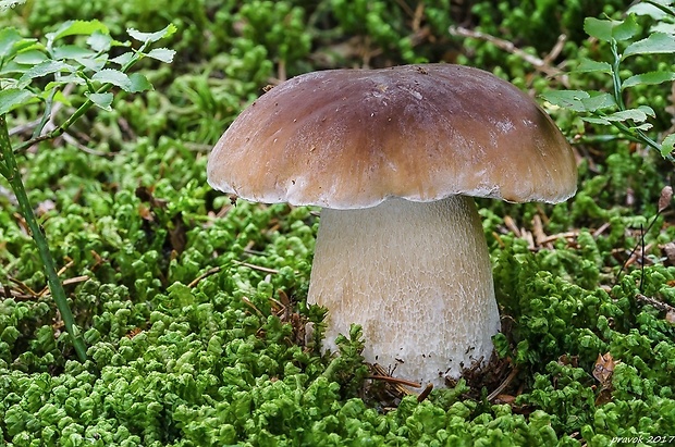 hríb smrekový Boletus edulis Bull.