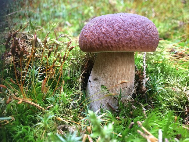 hríb smrekový Boletus edulis Bull.