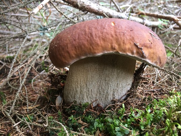 hríb smrekový Boletus edulis Bull.