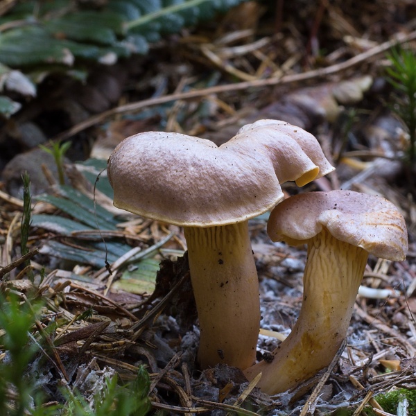 kuriatko jedlé ametystové Cantharellus amethysteus (Quél.) Sacc.