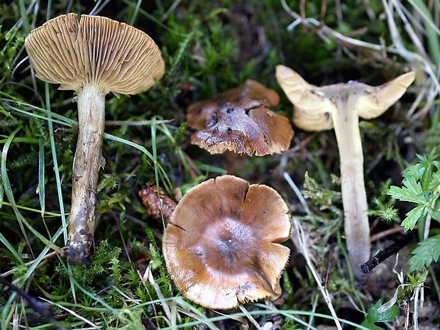 pavučinovec olivovohnedý Cortinarius olivaceofuscus Kühner