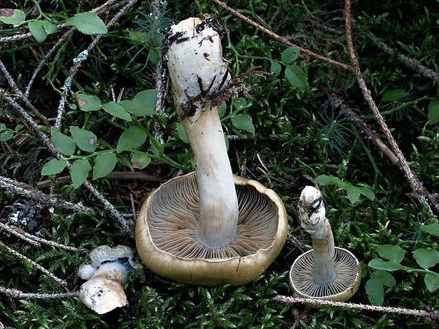 pavučinovec olivovožltý Cortinarius subtortus (Pers.) Fr.