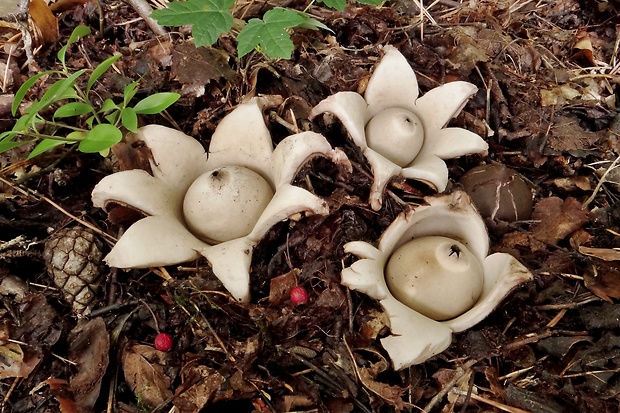 hviezdovka trojitá Geastrum triplex Jungh.