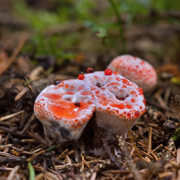 jelenkovka pálčivá Hydnellum peckii Banker