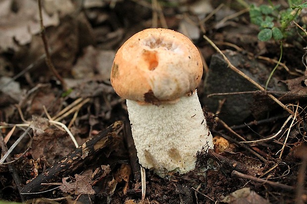 kozák osikový Leccinum albostipitatum den Bakker & Noordel.