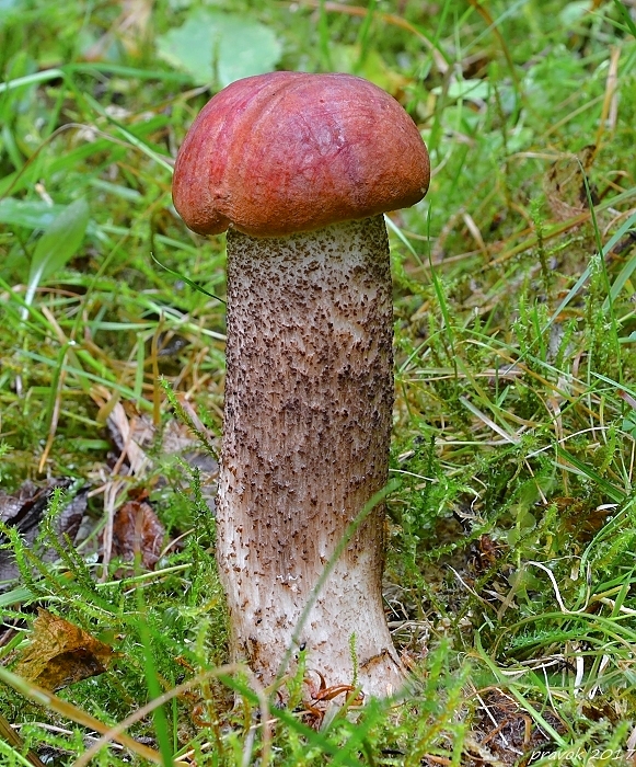 kozák dubový Leccinum aurantiacum (Bull.) Gray