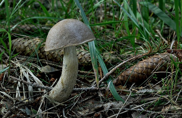 kozák sivohnedý Leccinum cyaneobasileucum Lannoy & Estadès