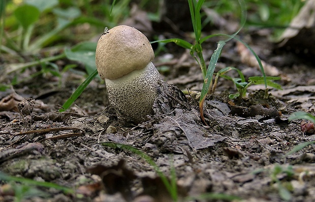 kozák topoľový Leccinum duriusculum (Schulzer ex Kalchbr.) Singer