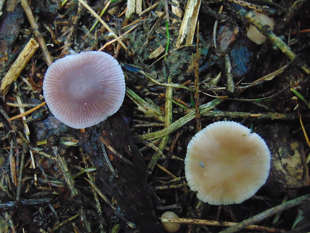 prilbička reďkovková Mycena pura (Pers.) P. Kumm.