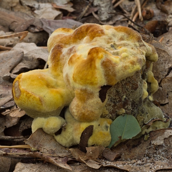 hnedák Schweinitzov Phaeolus schweinitzii (Fr.) Pat.