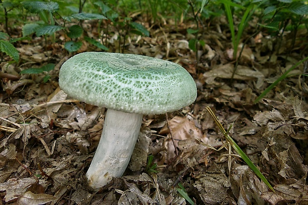 plávka zelenkastá Russula virescens (Schaeff.) Fr.