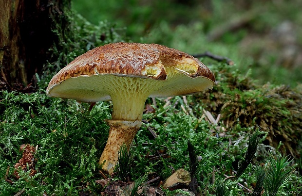 hríbovec dutohlúbikový Suillus cavipes (Opat.) A.H. Sm. & Thiers