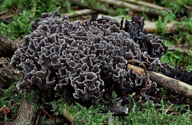 plesňovka smradľavá Thelephora palmata (Scop.) Fr.