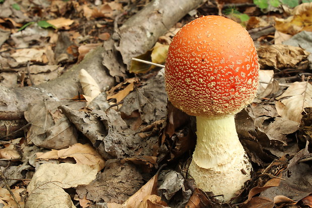 muchotrávka červená Amanita muscaria (L.) Lam.