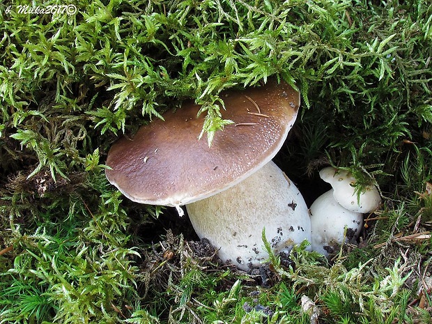 hríb smrekový Boletus edulis Bull.