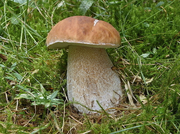 hríb smrekový Boletus edulis Bull.