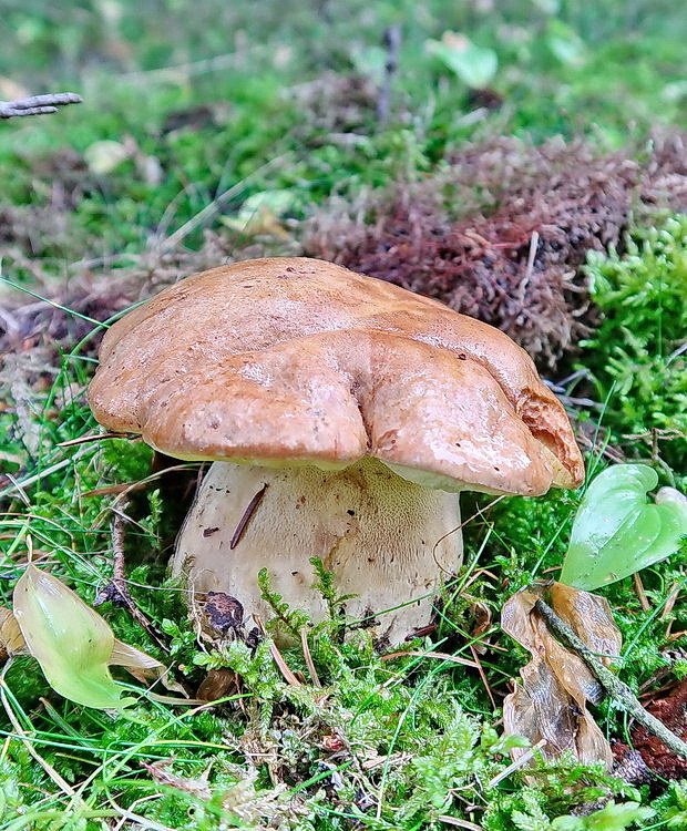 hríb horský Butyriboletus subappendiculatus (Dermek, Lazebn. & J. Veselský) D. Arora & J.L. Frank