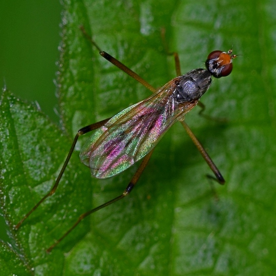 Calobata cibaria