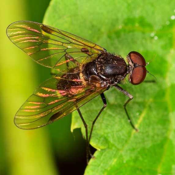 strehúň Chrysopilus cristatus Fabricius 1775