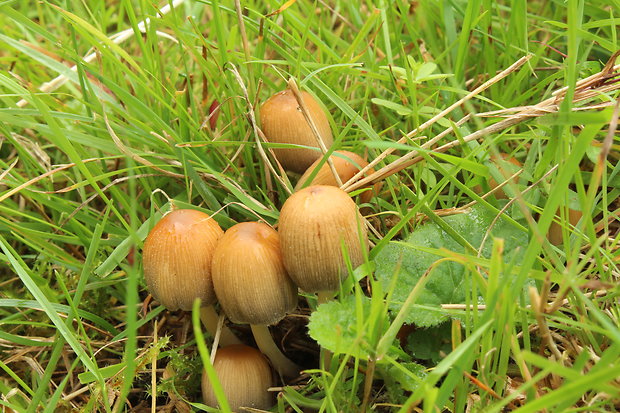 hnojník ligotavý ? Coprinellus micaceus (Bull.) Vilgalys, Hopple & Jacq. Johnson