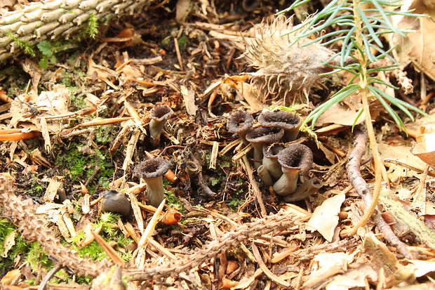 lievik trúbkovitý Craterellus cornucopioides (L.) Pers.