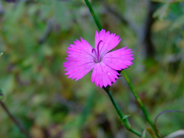 klinček Dianthus