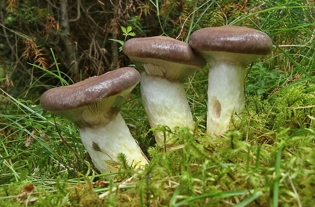 sliziak mazľavý Gomphidius glutinosus (Schaeff.) Fr.