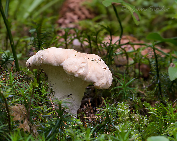 jelenka poprehýbaná Hydnum repandum L.