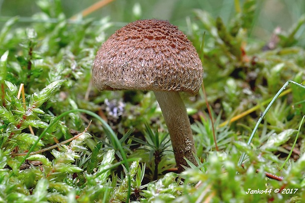 vláknica Inocybe sp.