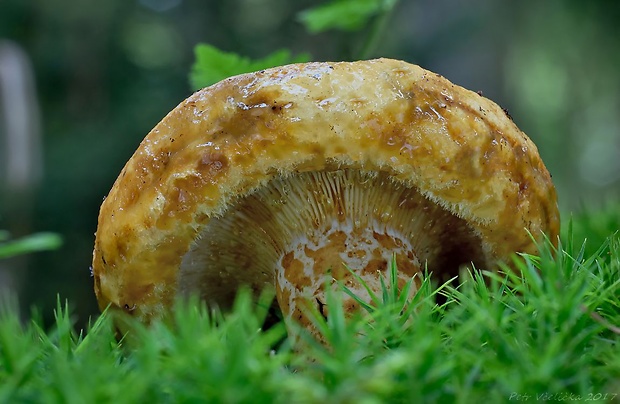 rýdzik rapavý Lactarius scrobiculatus (Scop.) Fr.