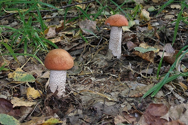 kozák osikový Leccinum albostipitatum den Bakker & Noordel.