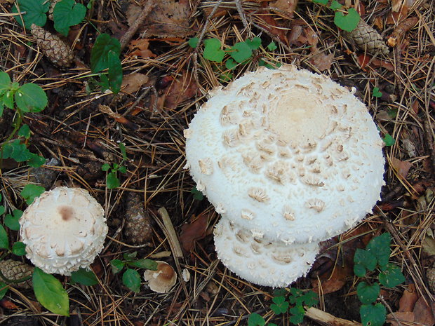 bedľa vysoká Macrolepiota procera (Scop.) Singer