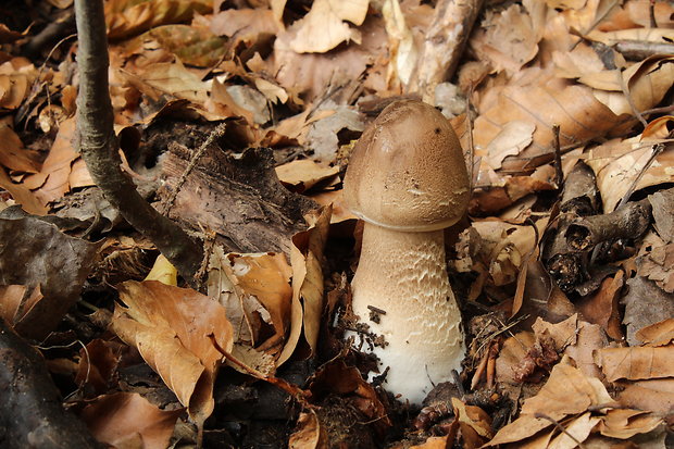 bedľa Macrolepiota sp.