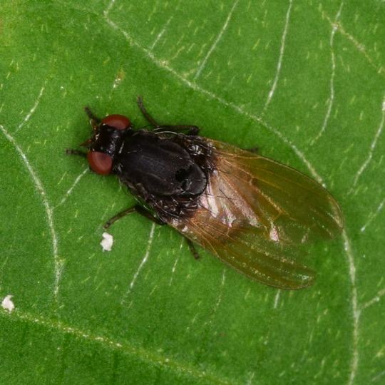 tieňovka Minettia longipennis Fabricius, 1794