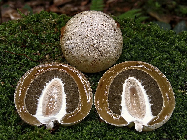 hadovka smradľavá Phallus impudicus L.