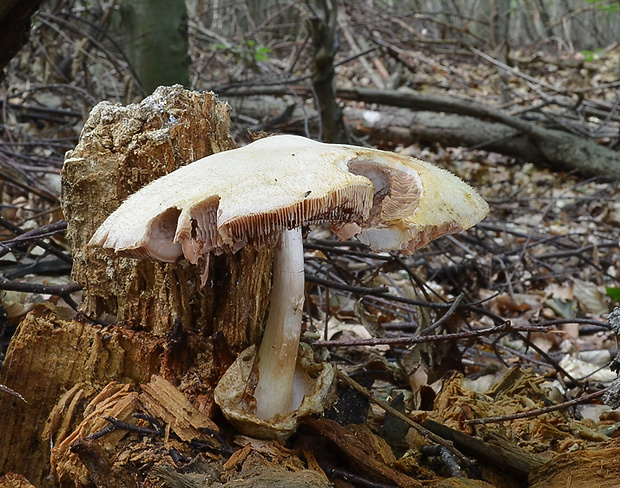 pošvovec stromový Volvariella bombycina (Schaeff.) Singer