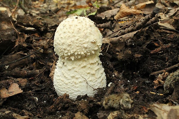 muchotrávka červená Amanita muscaria (L.) Lam.