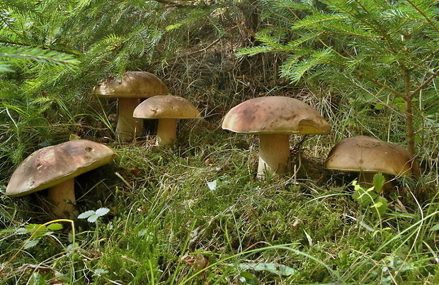 hríb smrekový Boletus edulis Bull.