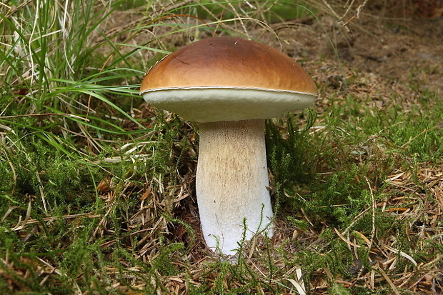 hríb smrekový Boletus edulis Bull.