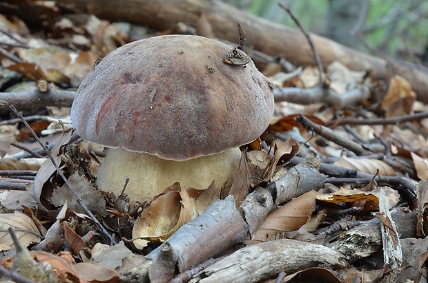 hríb sosnový Boletus pinophilus Pil. et Dermek in Pil.