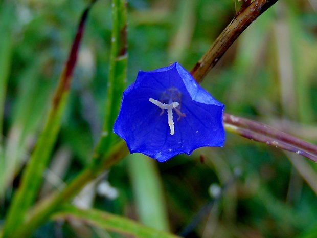 zvonček Campanula sp.